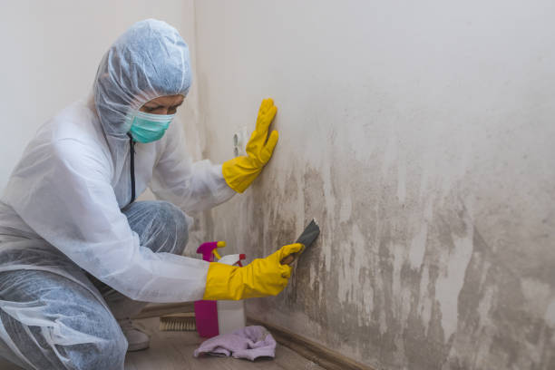 Best Attic Mold Removal  in Alamo, TX